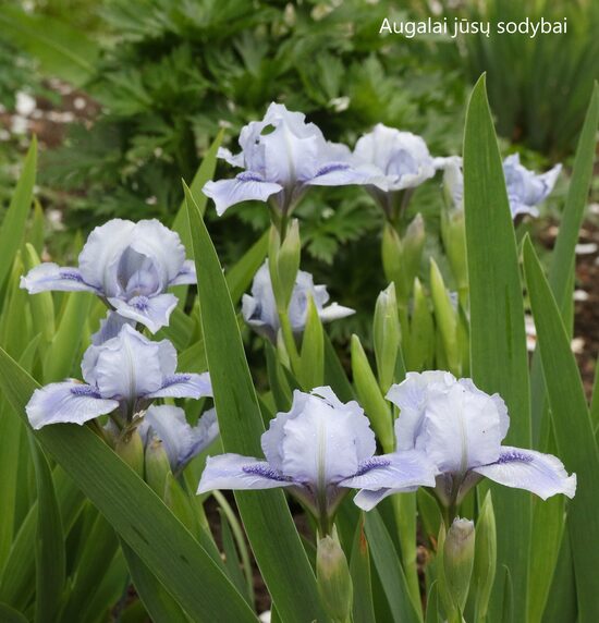 Vilkdalgis (Iris, SDB) 'Bedford Lilac'