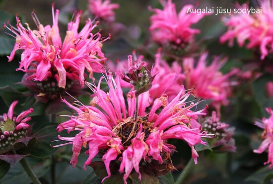 Monarda (Monarda didyma) 'Bee Lieve'