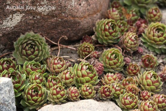 Šilropė (Sempervivum) 'Belladonna'