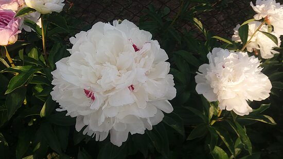Bijūnas (Paeonia) b.p