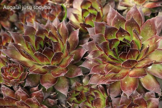 Šilropė (Sempervivum) 'Black'