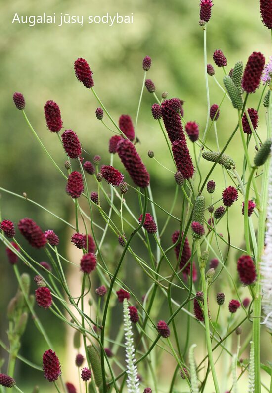 Vaistinė kraujalakė (Sanguisorba officinalis) 'Blackmith's Burgundy'