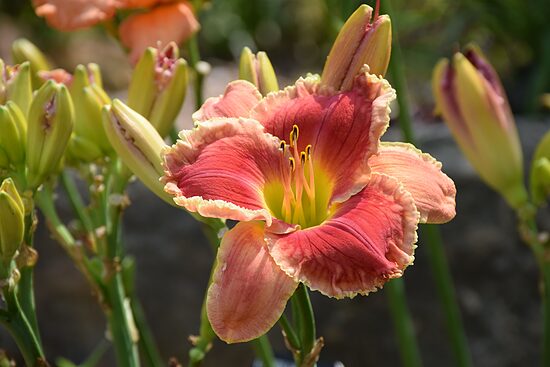 Viendienė (Hemerocallis) 'Bloodreyne'