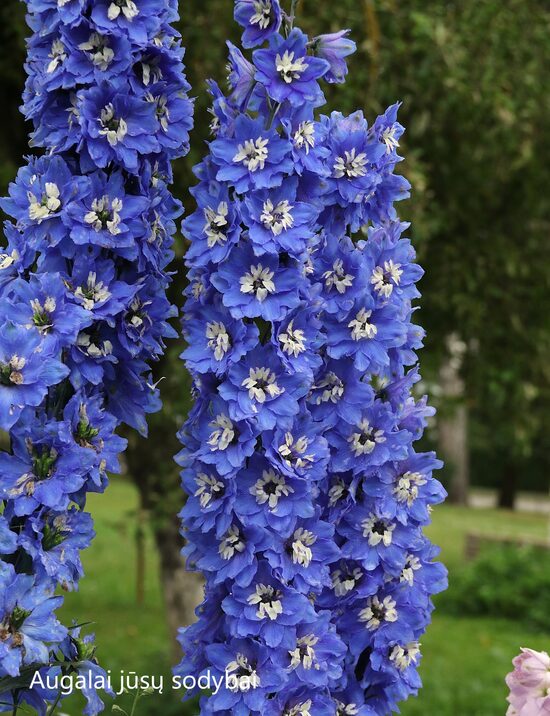 Pentinius (Delphinium) 'Blue Bird'