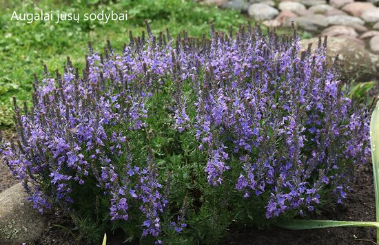 Veronika plunksnalapė (Veronica pinnata) 'Blue Eyes'