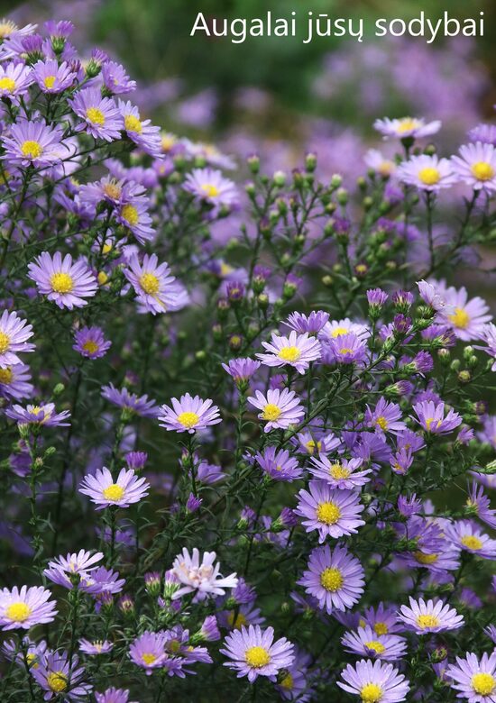 Erikinis astras (Aster ericoides) 'Blue Wonder'