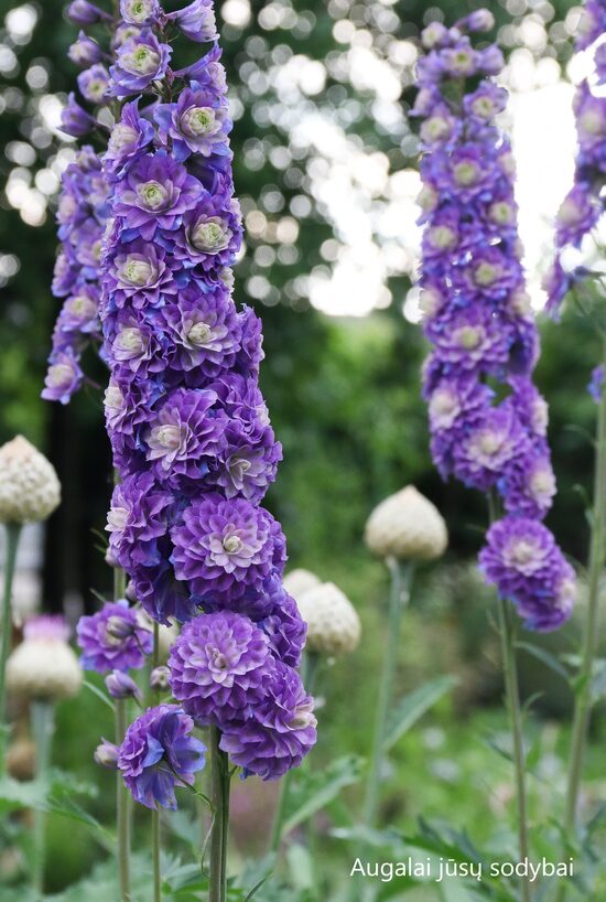Pentinius (Delphinium) 'Highlander Blueberry Pie'