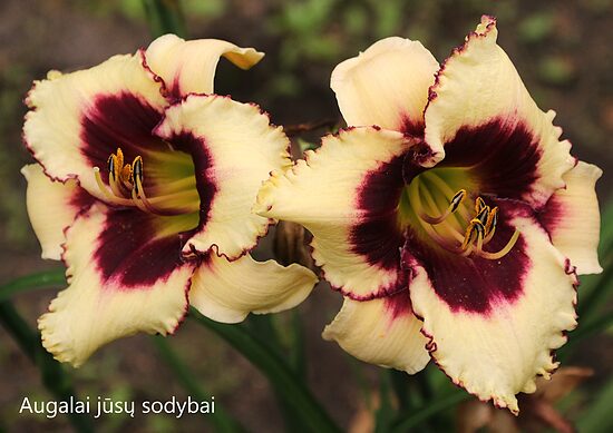 Viendienė (Daylily) 'Blueberry Sundae'