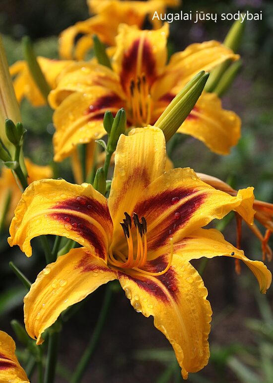 Viendienė (Hemerocallis) 'Bonanza'