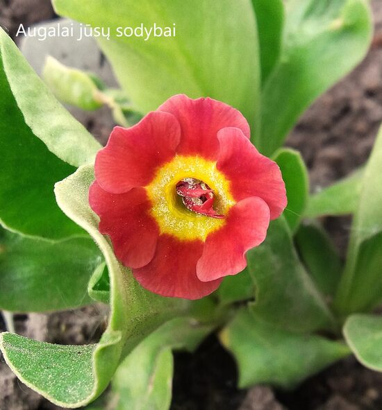 Raktažolė ausytoji (Primula auricula) nr.10