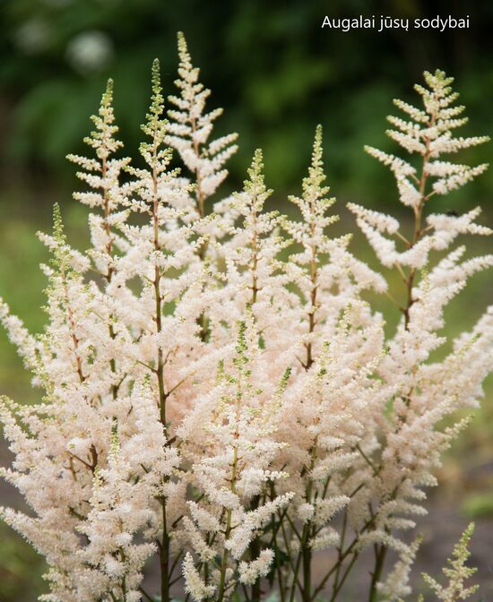 Astilbė (Astilbe) 'Bumalda'