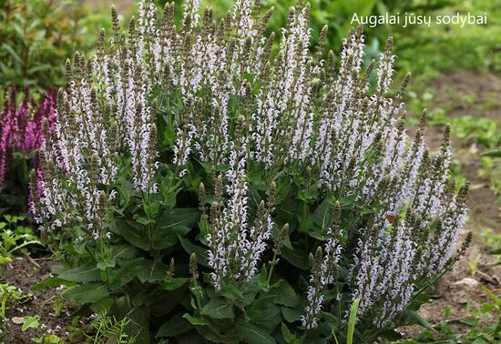 Gojinis šalavijas (Salvia nemorosa) 'Bumblesky'