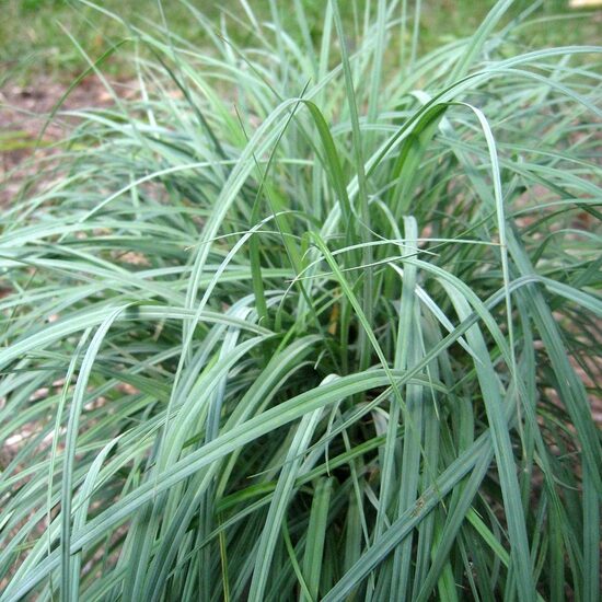 Melsvoji viksva (Carex flacca ) 'Blue Zinger'
