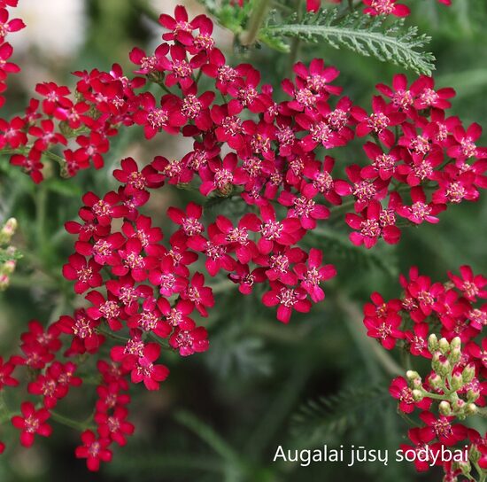 Paprastoji kraujažolė (Achillea millefolium) 'Cassis'