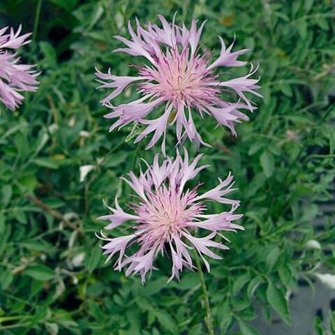 Bajorė (Centaurea simplicicaulis)