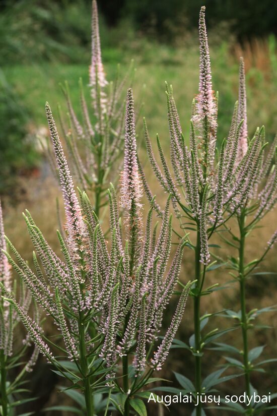 Veronikūnas virgininis (Veronicastrum virginicum) 'Chalenger'