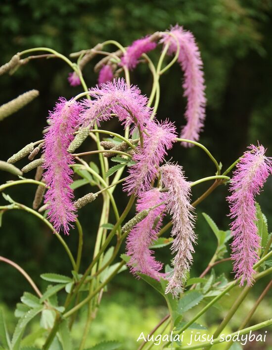 Kraujalakė (Sanguisorba obtusa) 'Chatto'