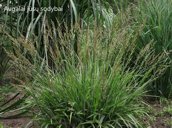 Lendrūnas smailiažiedis (Calamagrostis) 'Cheju Do'