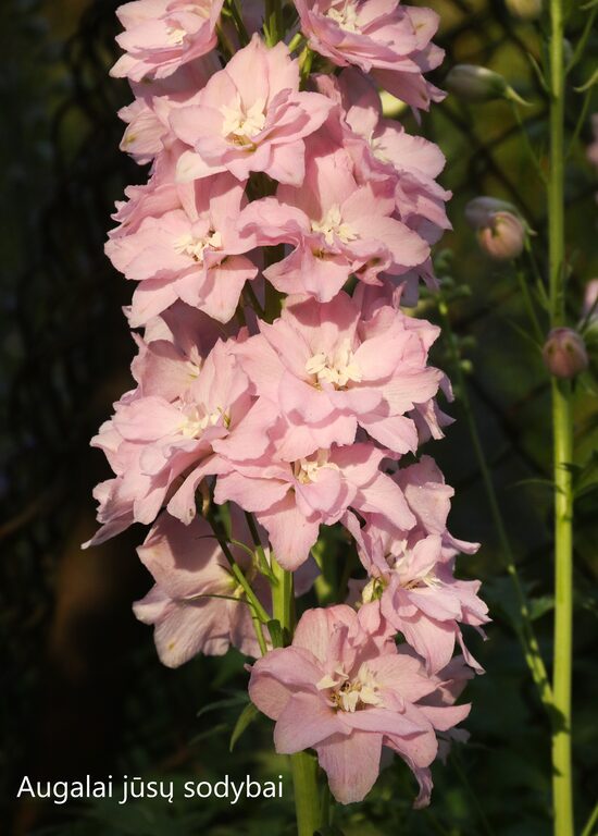 Pentinius (Delphinium) 'Cherub'