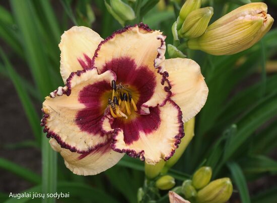 Viendienė (Hemerocallis) 'Chief of Staff'