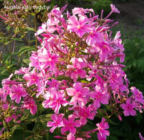 Flioksas (Phlox amplifolia) 'Christine'