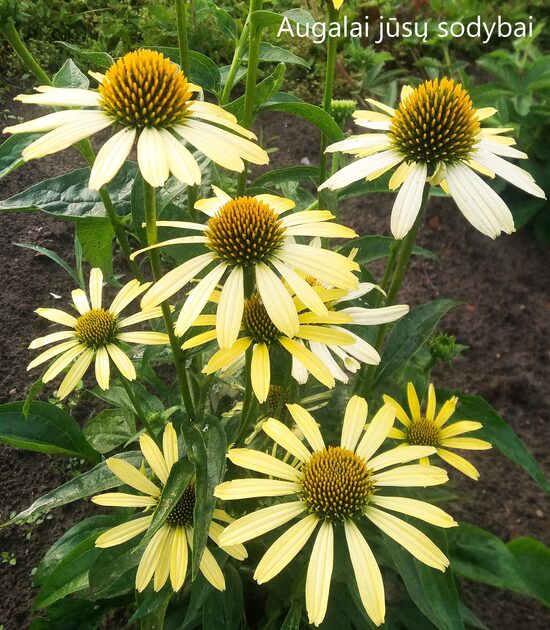 Ežiuolė (Echinacea) 'Cleopatra'