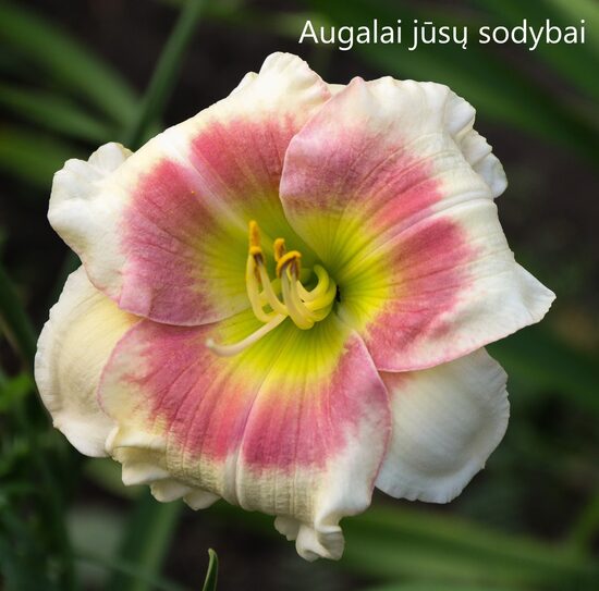 Viendienė (Hemerocallis) 'Clouds of Kisses"