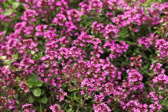 Ankstyvasis čiobrelis (Thymus praecox) 'Coccineus'