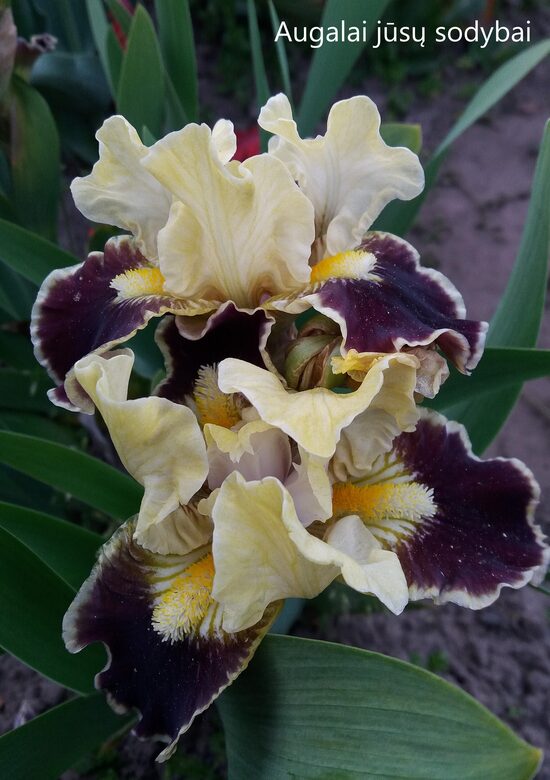 Vilkdalgis (Iris) 'Coconino'