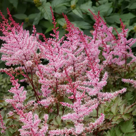 Astilbė ( Astilbe) 'Color Flash Super'