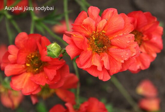 Žiognagė (Geum) 'Coral Tempest'
