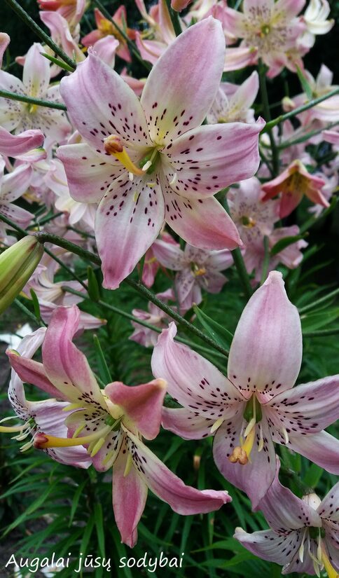 Lelija (Lilium) 'Corsage'