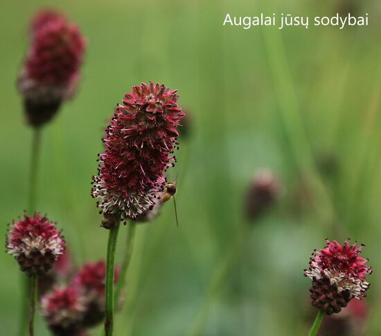 Vaistinė kraujalakė (Sanguisorba officinalis) 'Crimson Queen'