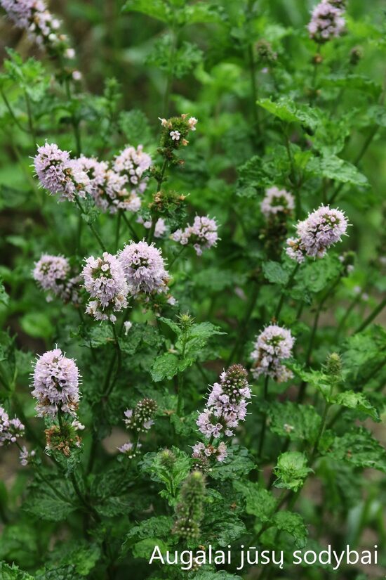 Garbanotoji mėta (Mentha spicata var. crispa) 'Curly'