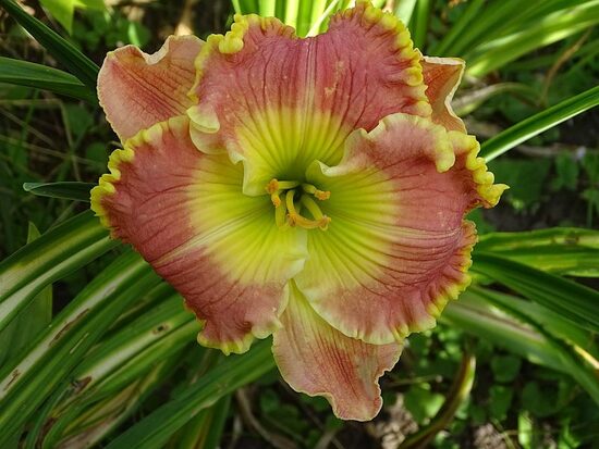 Viendienė (Hemerocallis) 'Fame'