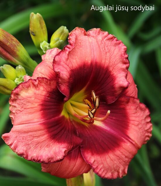 Viendienė (Hemerocallis) 'Dan Mahony'