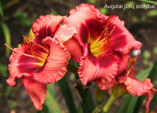 Viendienė (Hemerocallis) 'Dan Mahony'
