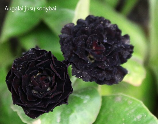 Raktažolė ausytoji (Primula auricula) 'Dark Eyes'