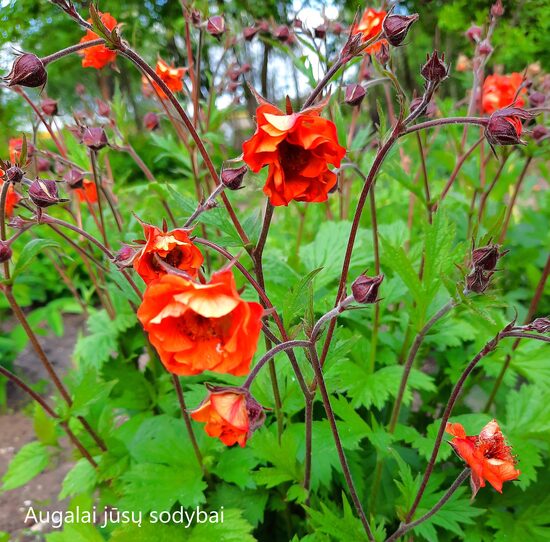 Žiognagė (Geum) 'Dark and Stormy'