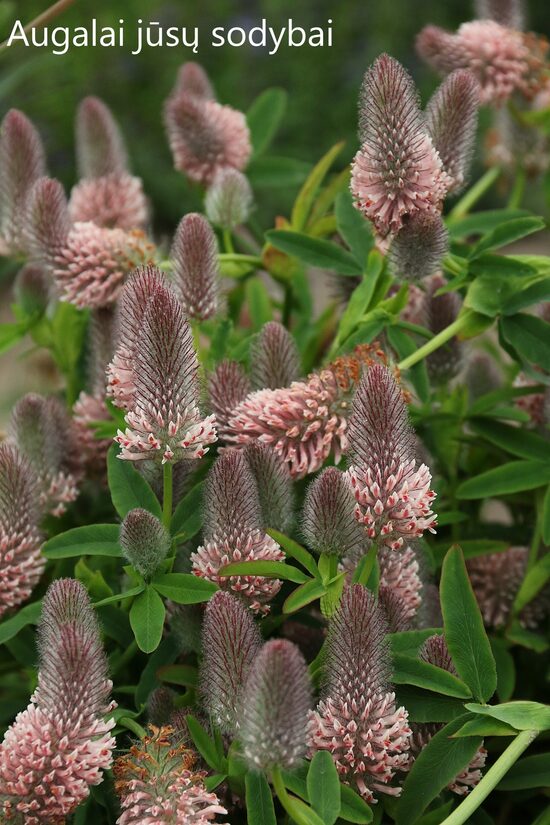 Dobilas ilgagalvis (Trifolium rubens) 'Peach Pink'