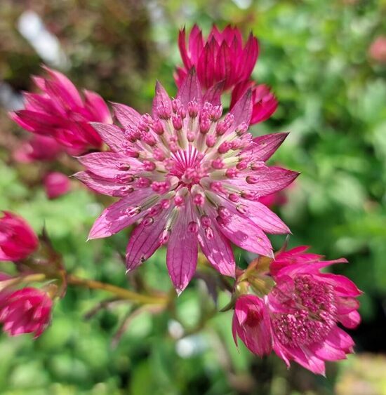 Astrancija didžioji (Astrantia major) 'Cerise Button'