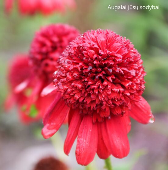 Ežiuolė rausvažiedė (Echinacea purpurea) 'Eccentric'