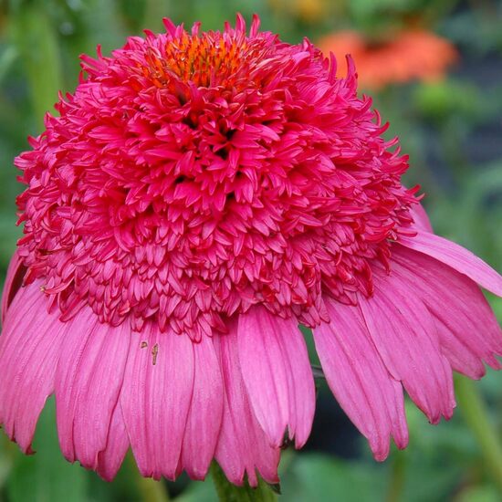 Ežiuolė (Echinacea) 'Gum Drop'