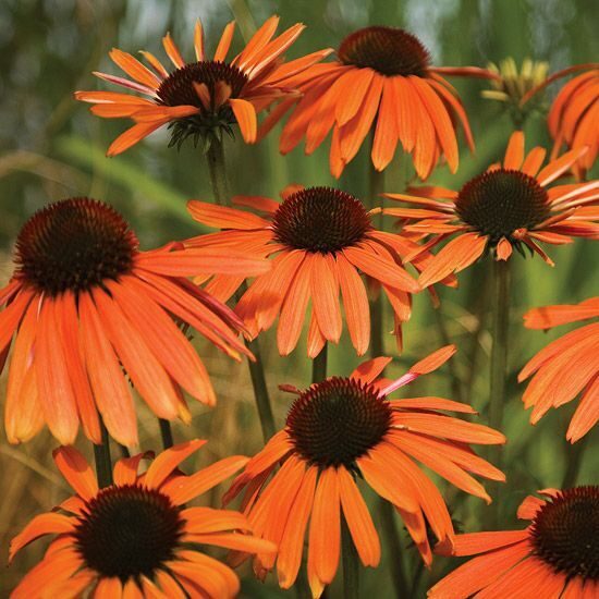 Ežiuolė (Echinacea) 'Orange Luxury'