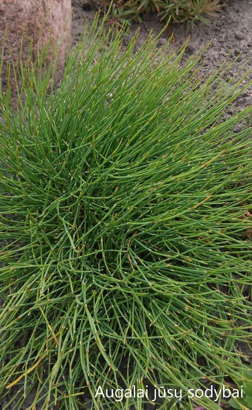 Efedra vienasėklė (Ephedra monosperma)