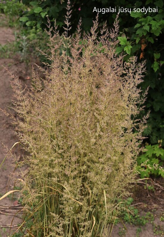 Lendrūnas smailiažiedis (Calamagrostis acutiflora) 'Eldorado'