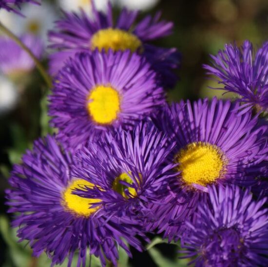 Šiušelė (Erigeron) 'Dominator'