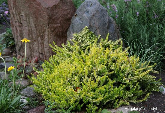 Erika pavasarinė (Erica carnea) 'Golden Starlet'
