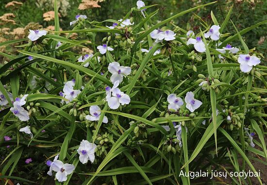 Tradeskantė (Tradescantia x andersoniana) 'Euridice'