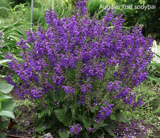 Šalavijas (Salvia) 'Evening Attire‘